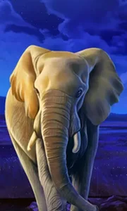 African Elephant